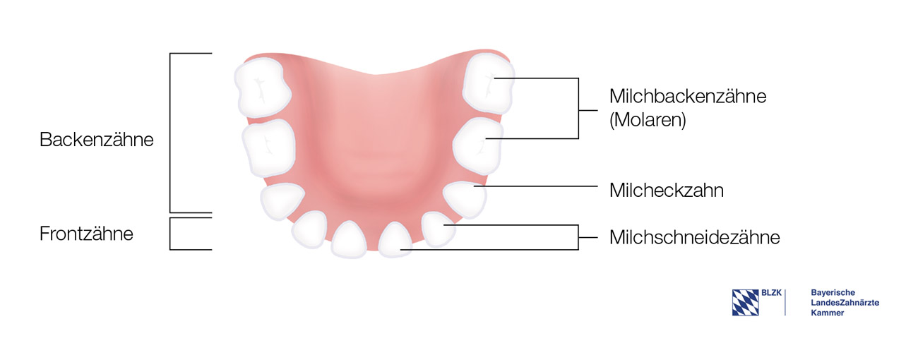 Die Milchzähne zahn.de